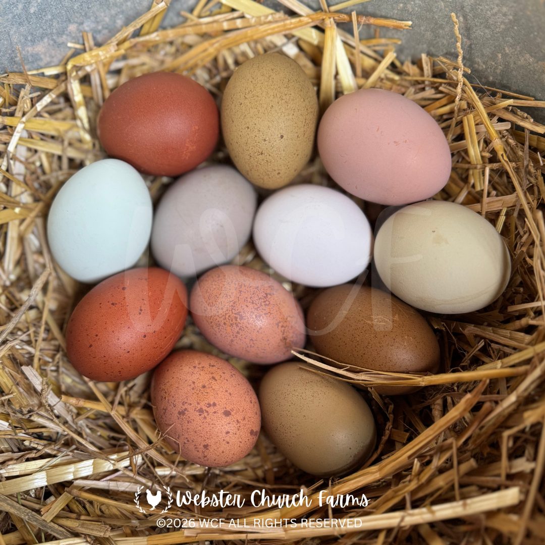 A dozen colorful farm fresh eggs nestled in straw, ranging from deep brown to blue and green