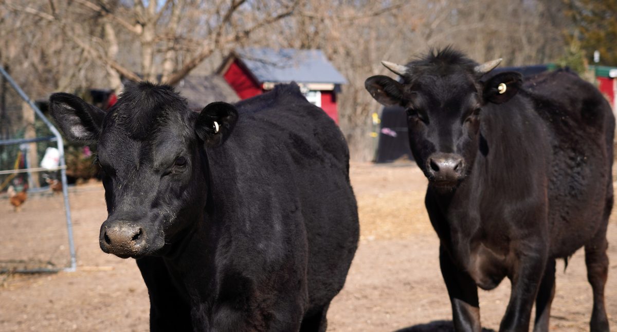 Two black cows facing the camera with the red barn and chickens behind them