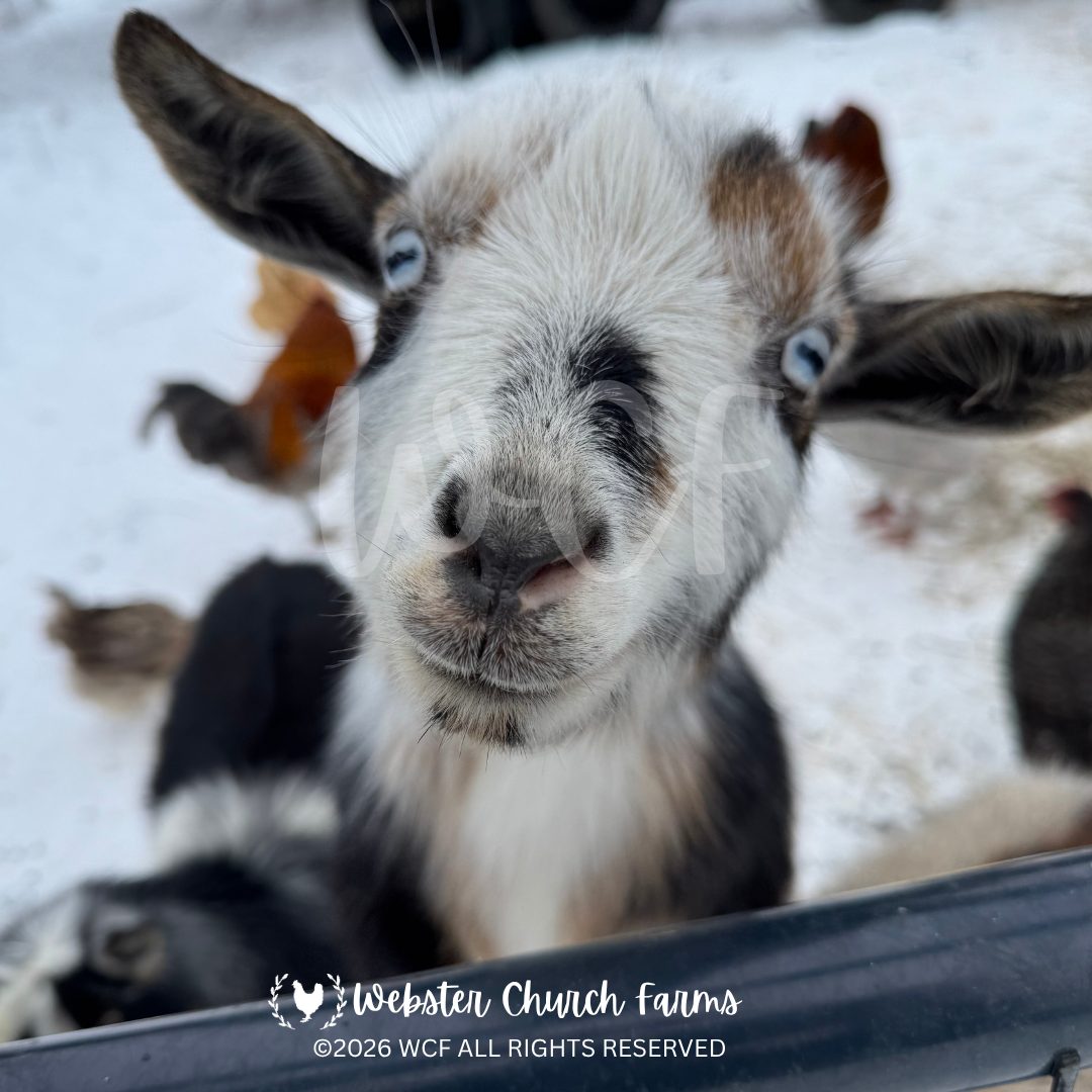 Earl the goat peeking over a fence with bright blue eyes in the snow