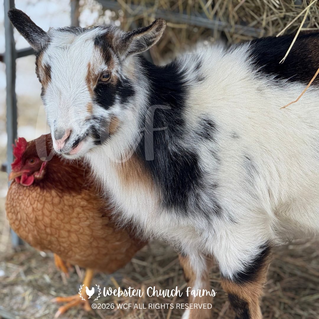 Emmie the goat standing beside Louise the hen