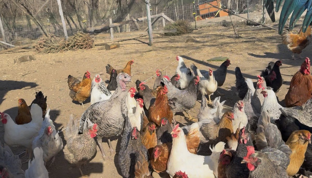 Dozens of heritage breed chickens in a variety of colors gathering in the farmyard