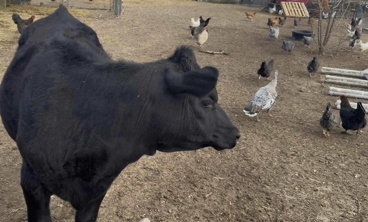 Black cow in the foreground watching over the chickens in the yard