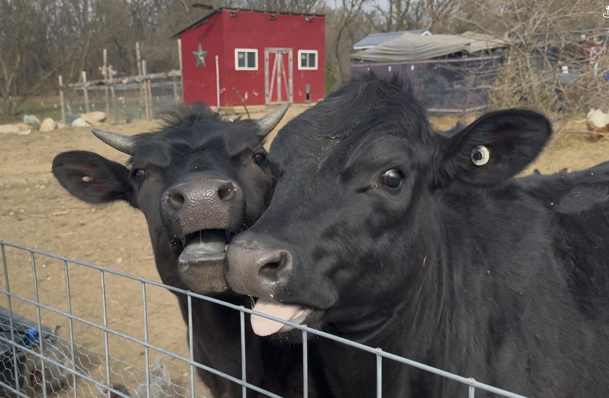 Two black cows at the fence with the red barn behind them