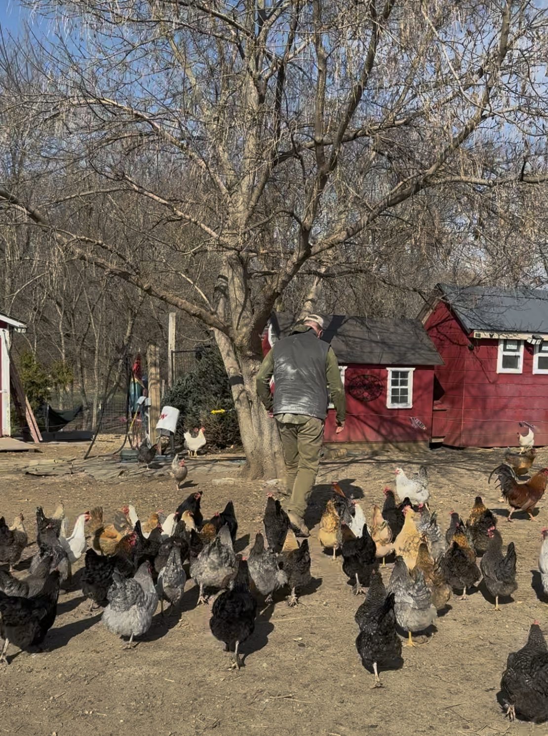 Farmer walking with a flock of heritage breed chickens following behind, red coop in the background