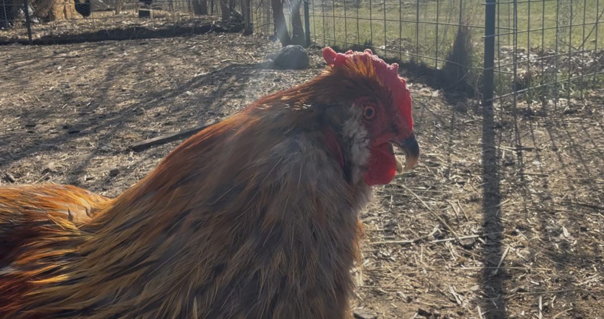 Beautiful golden-red rooster in the pasture