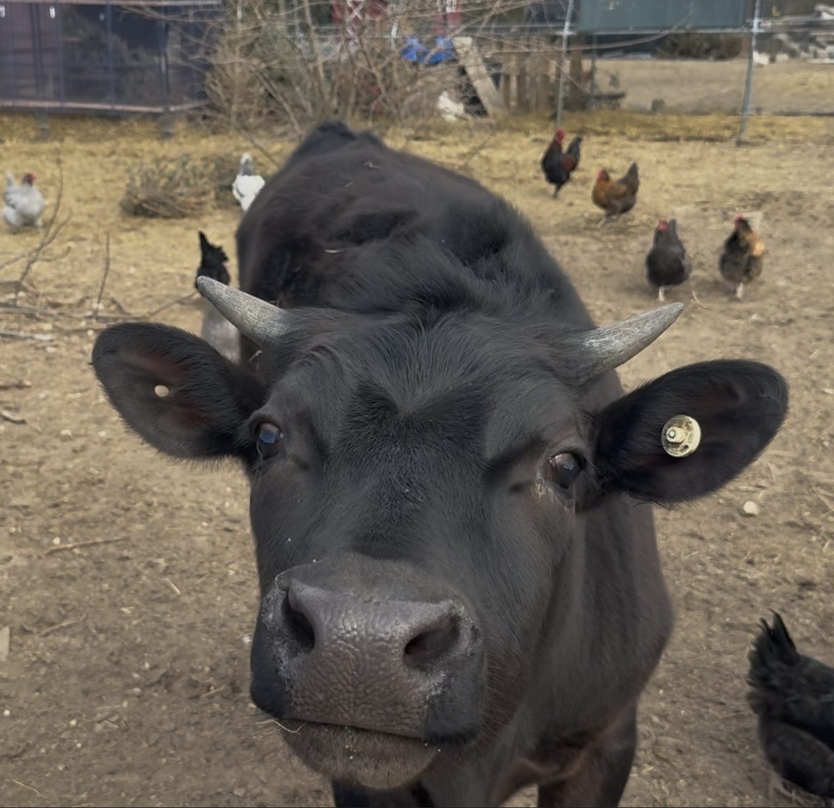 Black cow looking directly at the camera with chickens in the background