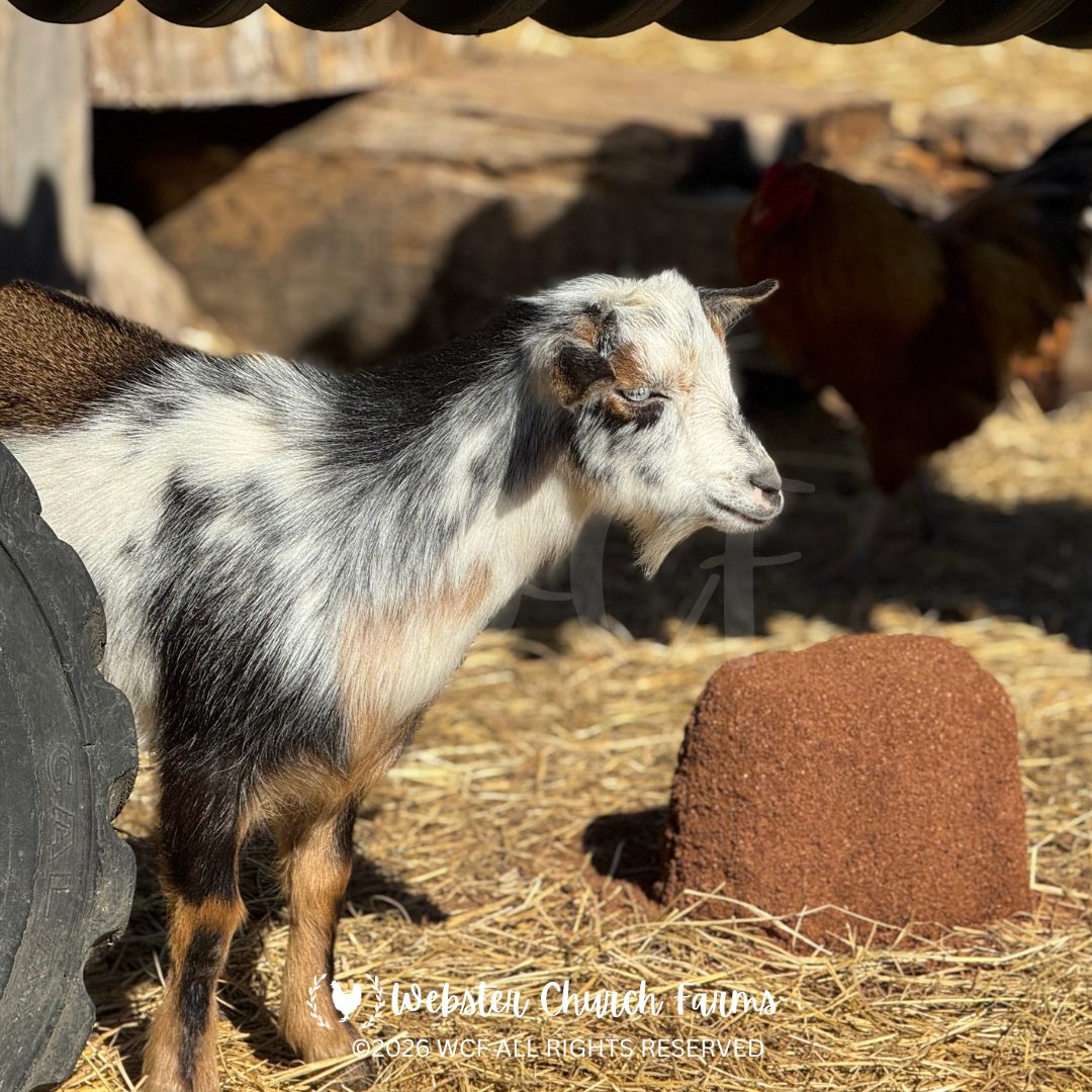 Small goat standing by a salt block with hay and a chicken nearby