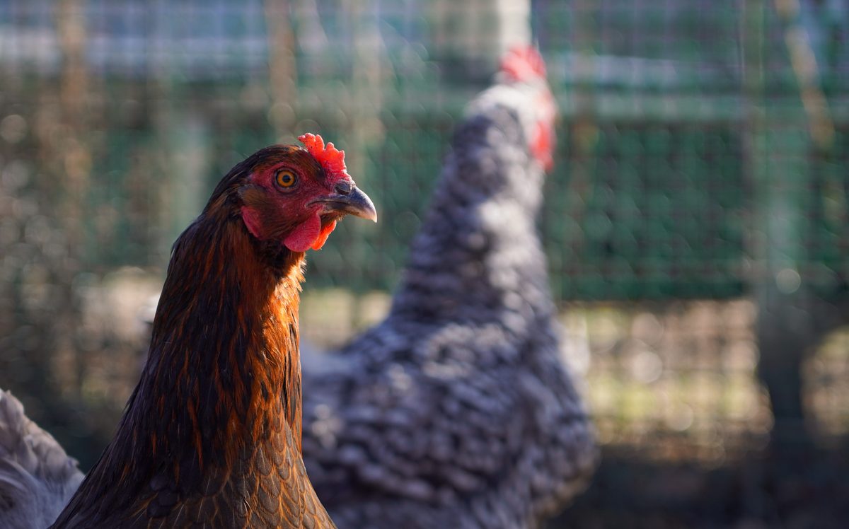 Heritage breed hen portrait with beautiful bokeh
