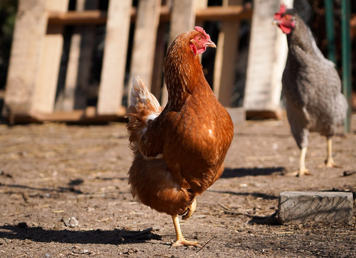 Brown hen walking in warm sunlight with another hen in the background