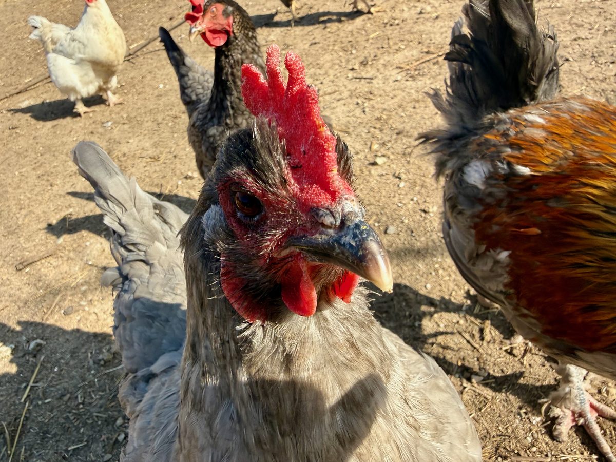 Gray hen close-up with other chickens nearby