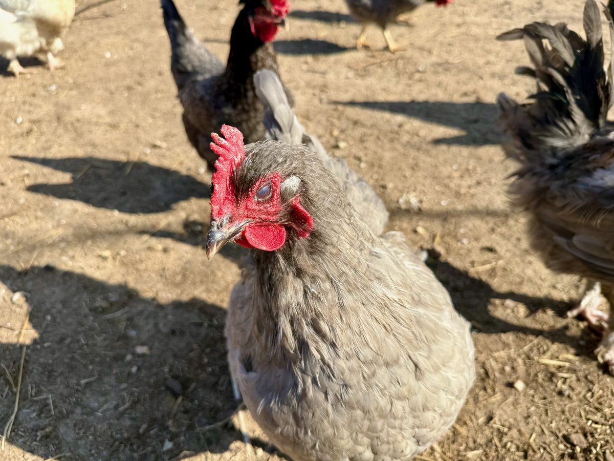 Plump gray hen with other chickens in the background