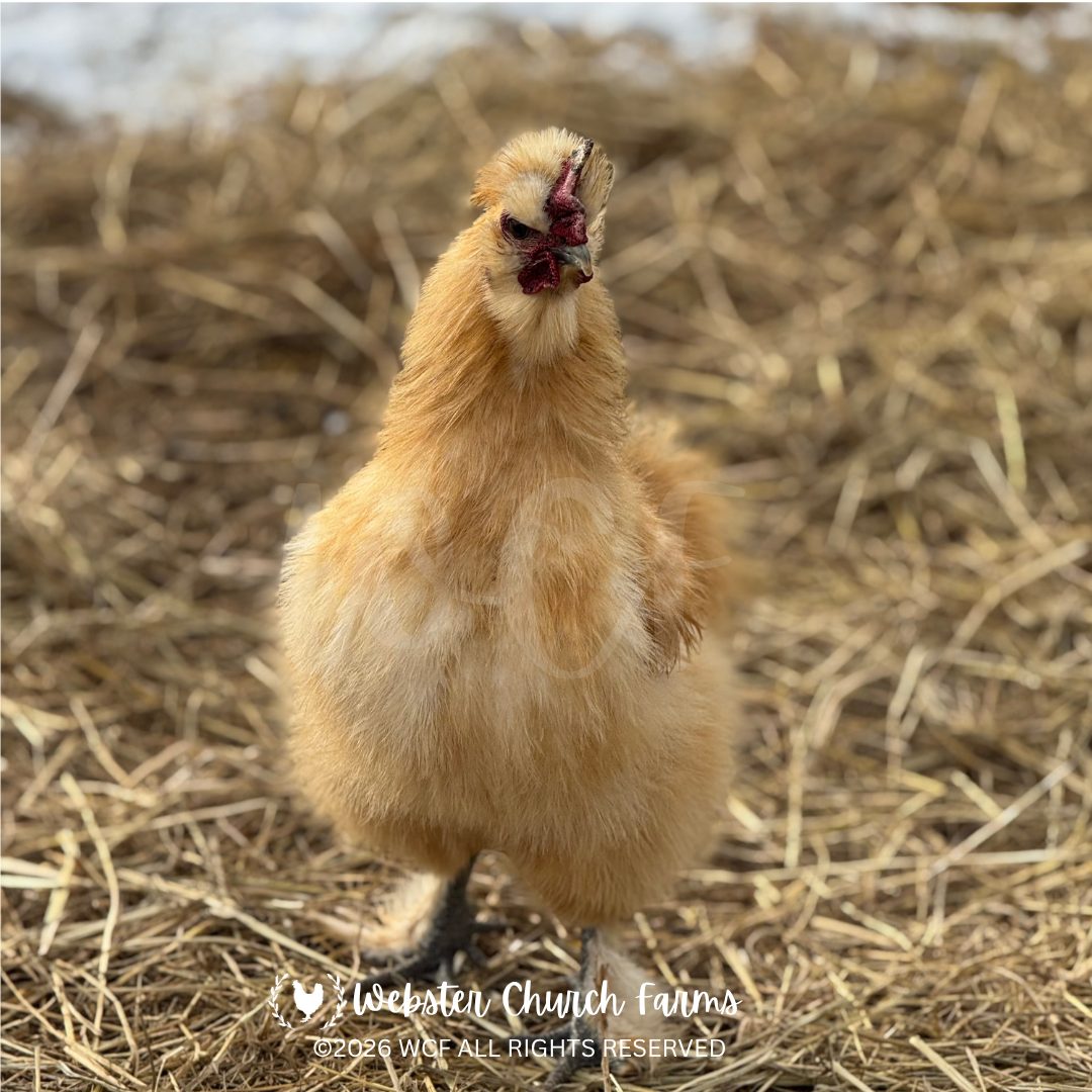 King Henry, a fluffy golden Silkie rooster standing in the straw
