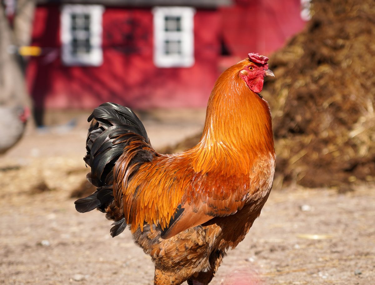 Golden-orange rooster in profile with the red barn behind him