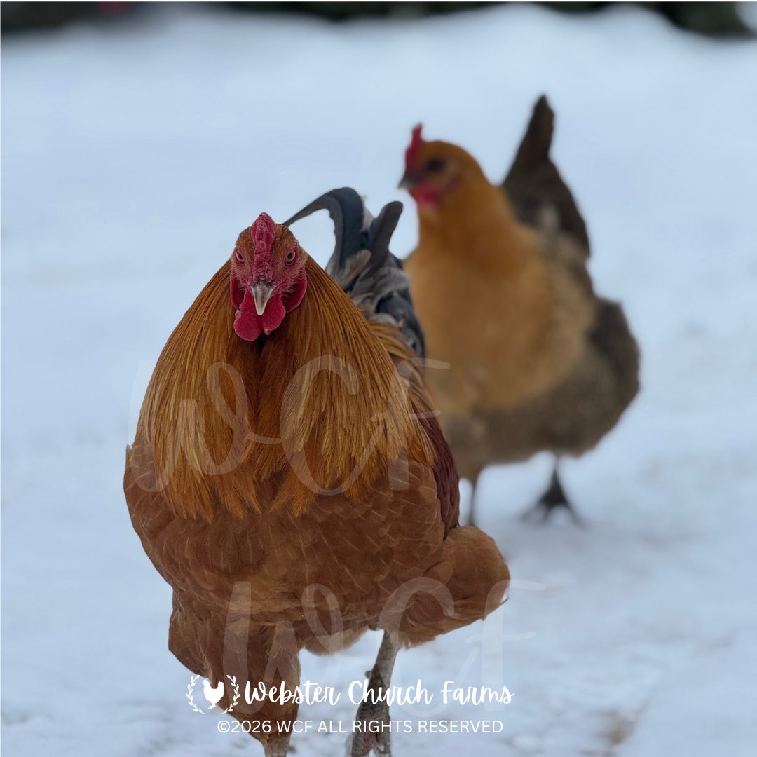 Golden rooster walking through the snow with a hen behind him
