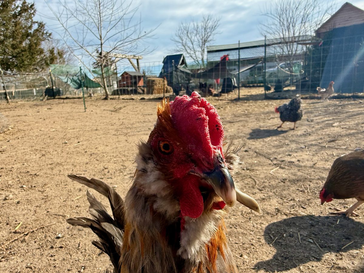 Rooster close-up with farm buildings in the background