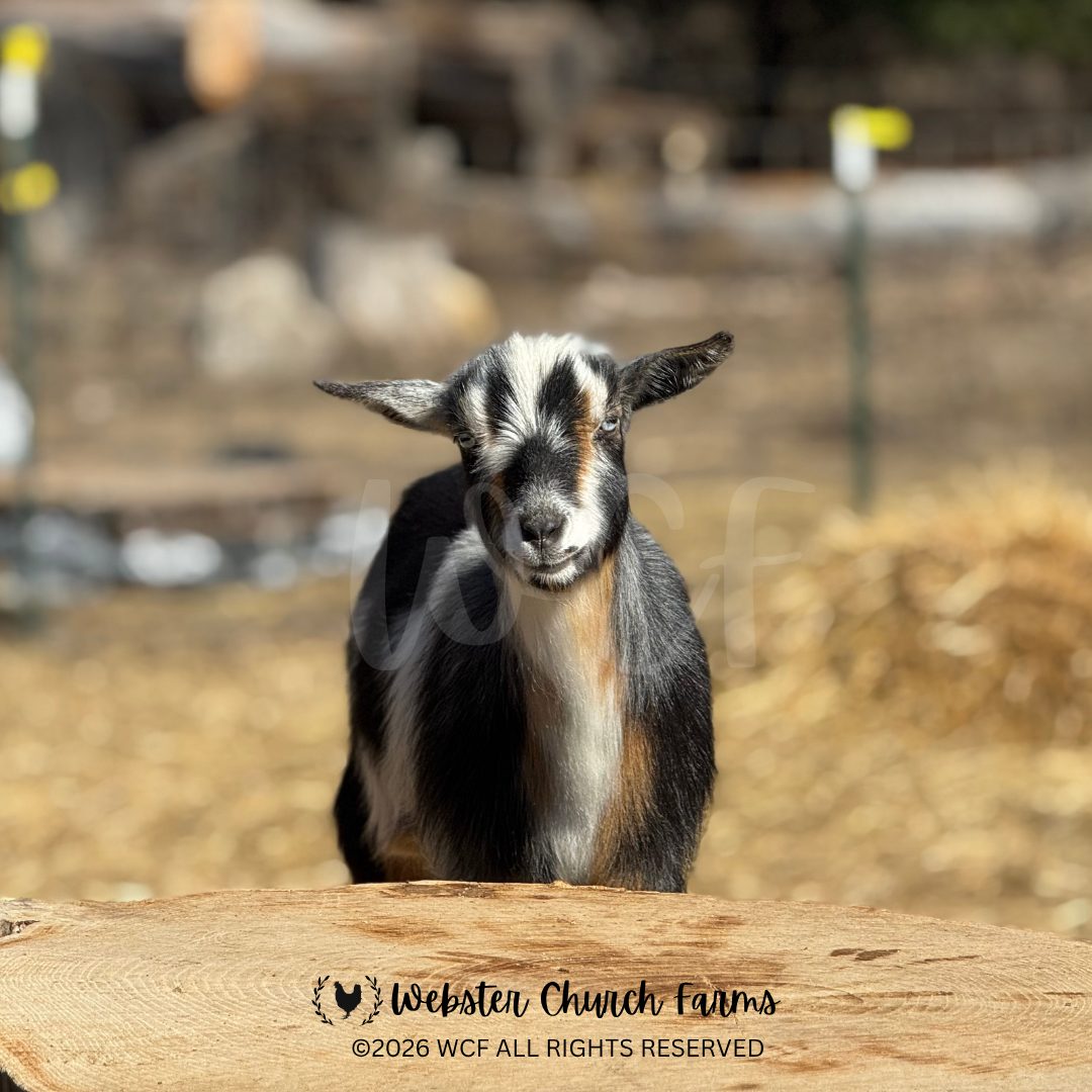 Rudy the goat peeking over a log